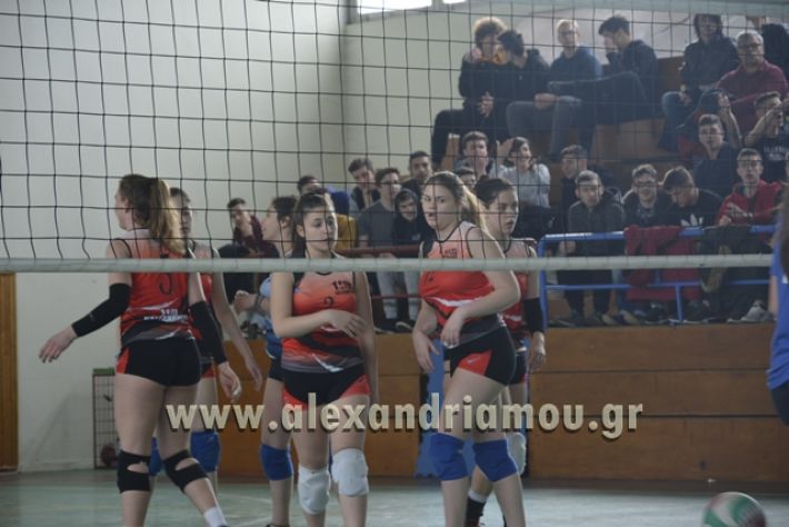 volley _1ogel-kassandra033